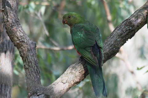 Private Blue Mountains Insider Tour From Sydney - Stays Accommodation 5