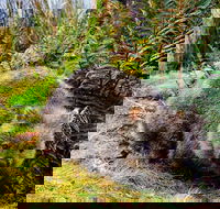 Cradle Mountain National Park Day Tour from Launceston - Stayed