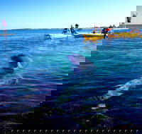 Penguin and Seal Islands Sea Kayaking Experience
