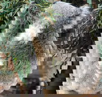 Private Blue Mountains and Wildlife Park Tour from Sydney with Barbecue Lunch - Stayed