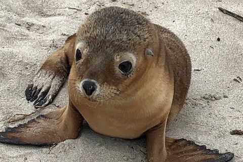 Kangaroo Island Scenic Trail Tour - Stayed 0