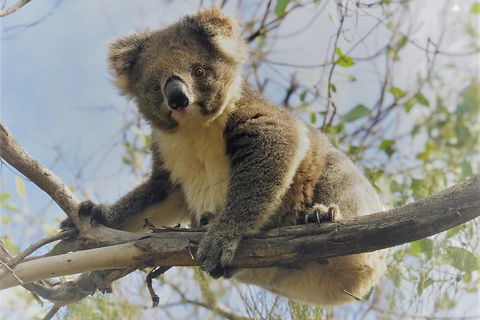 Kangaroo Island Scenic Trail Tour - Stayed 2