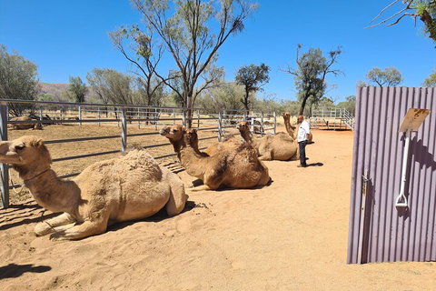 West MacDonnell Ranges Half-Day Small-Group Tour With Camel Ride - Stayed 0