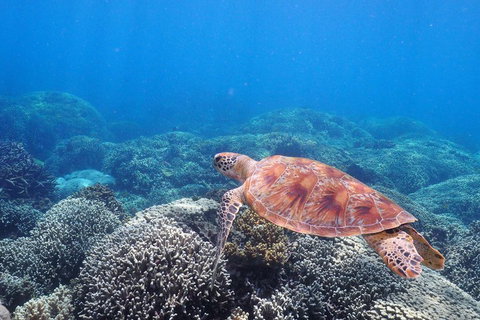 Calypso Outer Great Barrier Reef Cruise From Port Douglas - Stayed 2