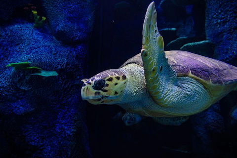 Sydney Attractions Pass: SEA LIFE Aquarium, Sydney Tower Eye, WILD LIFE Zoo And Madame Tussauds - Stayed 1