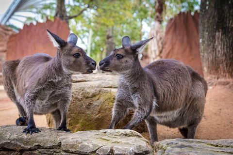 Sydney Attractions Pass: SEA LIFE Aquarium, Sydney Tower Eye, WILD LIFE Zoo And Madame Tussauds - Stayed 5
