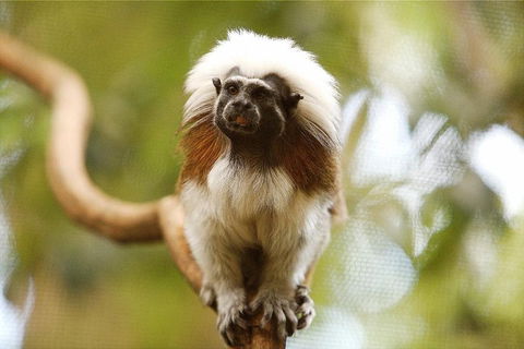 Breakfast With The Koalas At Hartley's Crocodile Park From Cairns Or Palm Cove - Stayed 3