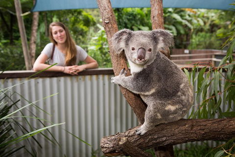 Breakfast With The Koalas At Hartley's Crocodile Park From Cairns Or Palm Cove - Stayed 5