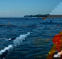 Mornington Peninsula Kayak Coastline Tour of Dolphin Sanctuary - Stayed