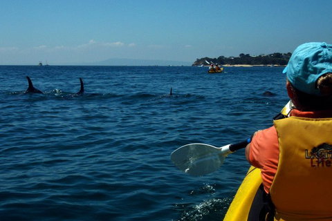 Mornington Peninsula Kayak Coastline Tour Of Dolphin Sanctuary - Stayed 0