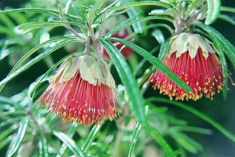 Full-Day Pinnacles Desert And Yanchep National Park Tour From Perth - Stayed 1