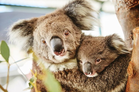 Full-Day Pinnacles Desert And Yanchep National Park Tour From Perth - Stayed 5