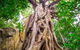 Mossman Gorge Adventure Day - thumb 1