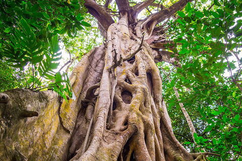 Mossman Gorge Adventure Day - Stayed 1