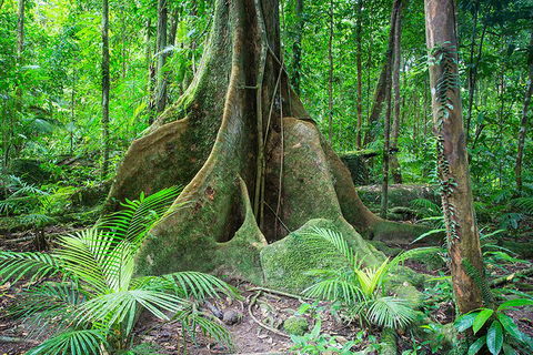 Mossman Gorge Adventure Day - Stayed 4