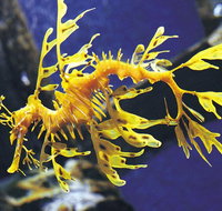 SEA LIFE Melbourne Aquarium Admission Ticket - Stayed