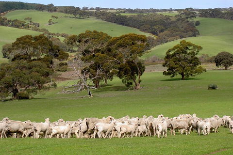 Kangaroo Island Luxury Small Group 'Island Life' Full Day Tour - Stayed 1