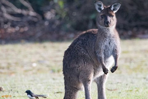 Kangaroo Island Luxury Small Group 'Island Life' Full Day Tour - Stayed 2