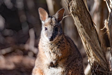 Kangaroo Island Luxury Small Group 'Island Life' Full Day Tour - Stayed 3