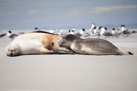 Kangaroo Island Luxury Small Group 'Island Life' Full Day Tour - Stayed 5
