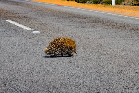 Kangaroo Island Luxury Small Group 'Flinders Chase Focus' Full Day Tour - Stays Accommodation 3