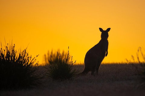 Kangaroo Island Luxury Small Group 'Flinders Chase Focus' Full Day Tour - Stays Accommodation 5
