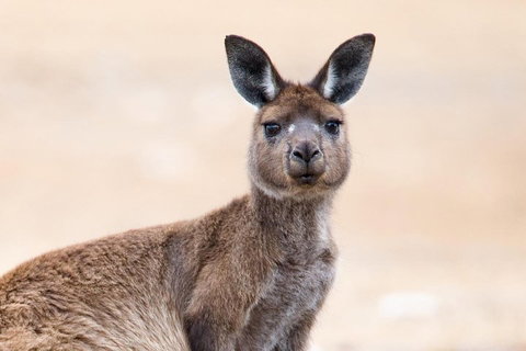 Kangaroo Island Luxury Small Group 'East End Explorer' Full Day Tour - Stays Accommodation 1