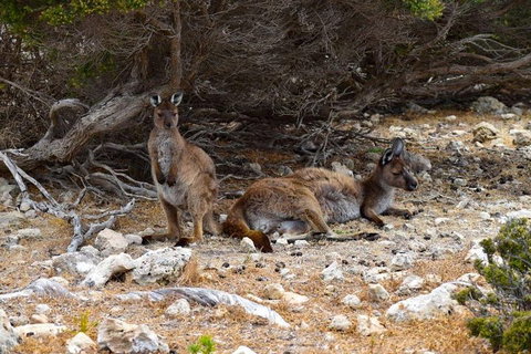 Kangaroo Island Luxury Small Group 'East End Explorer' Full Day Tour - Stays Accommodation 4