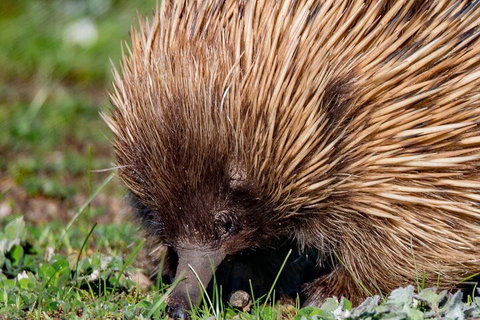 Kangaroo Island Luxury Small Group 'East End Explorer' Full Day Tour - Stays Accommodation 5