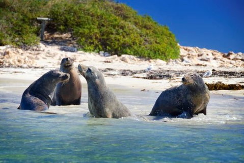 Dolphin, Penguin And Sea Lion Cruise - Stayed 0
