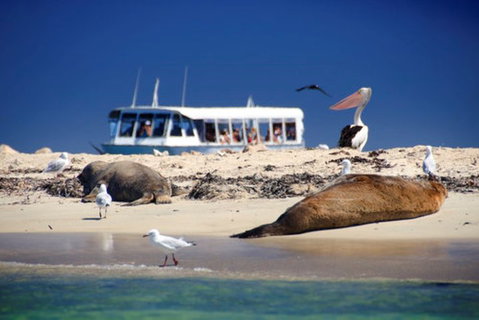 Dolphin, Penguin And Sea Lion Cruise - Stayed 1