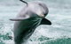 Dolphin, Penguin And Sea Lion Cruise - thumb 2