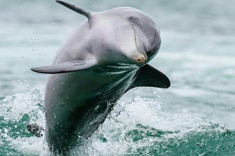 Dolphin, Penguin And Sea Lion Cruise - Stayed 2