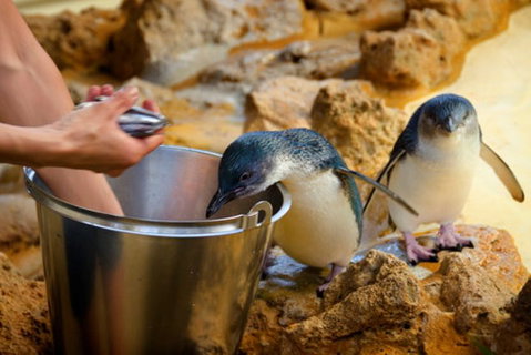 Dolphin, Penguin And Sea Lion Cruise - Stayed 3