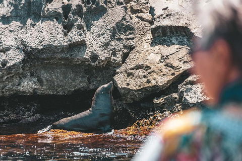 Adventure Rottnest Tour With Ferry & Adventure Cruise From Perth Or Fremantle - Stayed 1