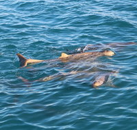 Roebuck Bay Snubfin Dolphin Cruise - Stayed