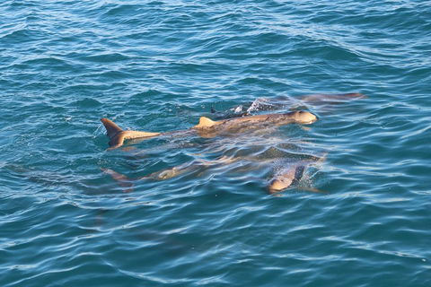 Roebuck Bay Snubfin Dolphin Cruise - Stayed 0