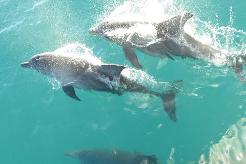 Roebuck Bay Snubfin Dolphin Cruise - Stayed 2
