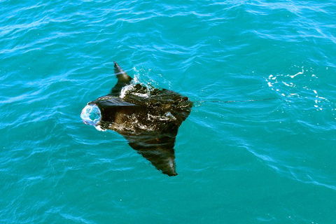 Roebuck Bay Snubfin Dolphin Cruise - Stayed 5
