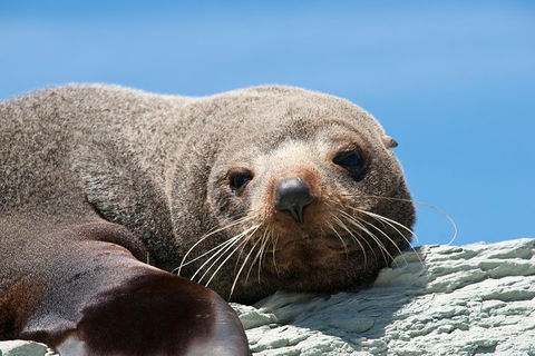 Kangaroo Island 75-Minute Ocean Safari - Stayed 1