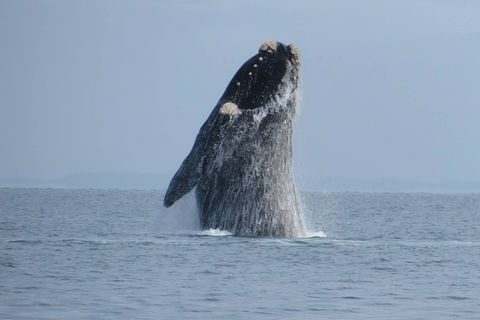 Kangaroo Island 75-Minute Ocean Safari - Stayed 2
