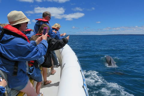 Kangaroo Island 75-Minute Ocean Safari - Stayed 3
