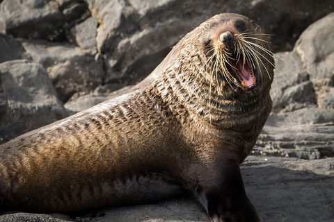 Kangaroo Island 75-Minute Ocean Safari - Stayed 5