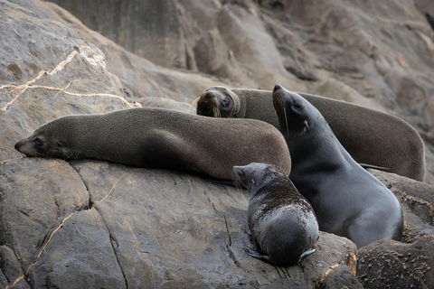 Kangaroo Island Ocean Safari - Snorkeling Safari - Stayed 0