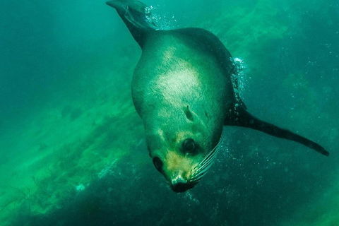 Kangaroo Island Ocean Safari - Snorkeling Safari - Stayed 1