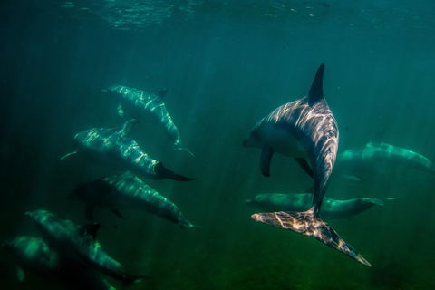 Kangaroo Island Ocean Safari - Snorkeling Safari - Stayed 2