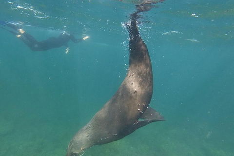 Kangaroo Island Ocean Safari - Snorkeling Safari - Stayed 3