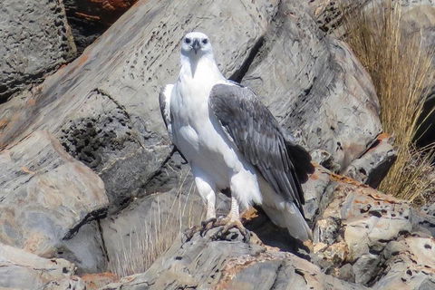 Kangaroo Island Ocean Safari - Snorkeling Safari - Stayed 4