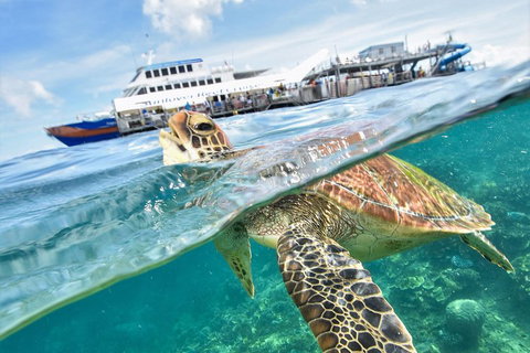 Outer Reef Pontoon Experience From Cairns - Stayed 5