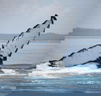 Hervey Bay Whale Watching Cruise - Stayed